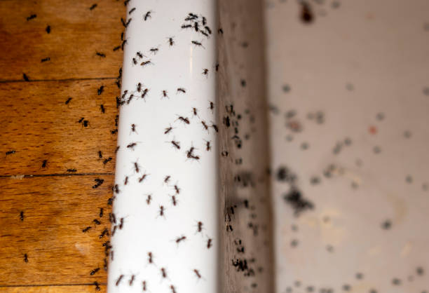 Best Pest Control for Homes  in Phoenix, NY