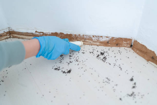 Best Pest Removal Services  in Phoenix, NY